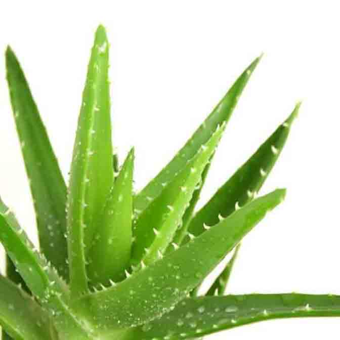 ALOEVERA SHAMPOO - 100ml